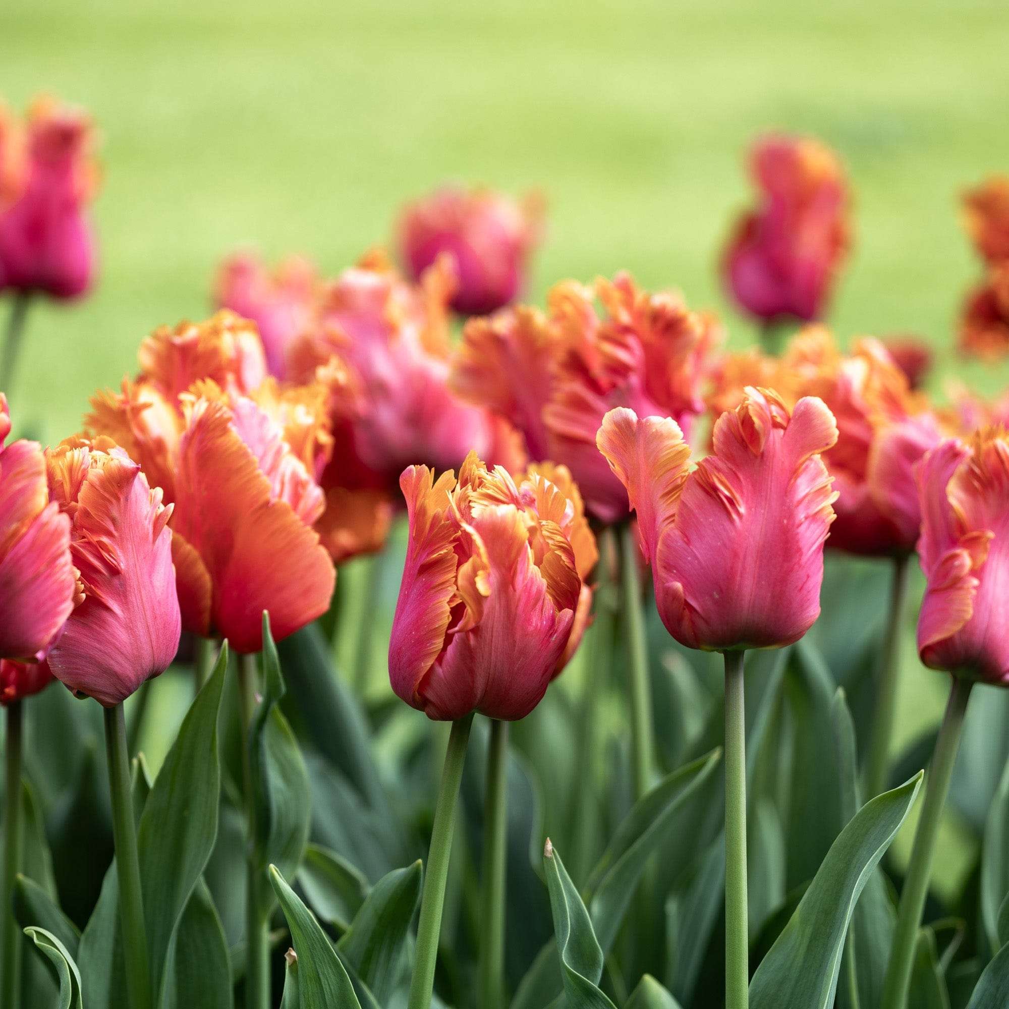 Tulpe 'Amazing Parrot'